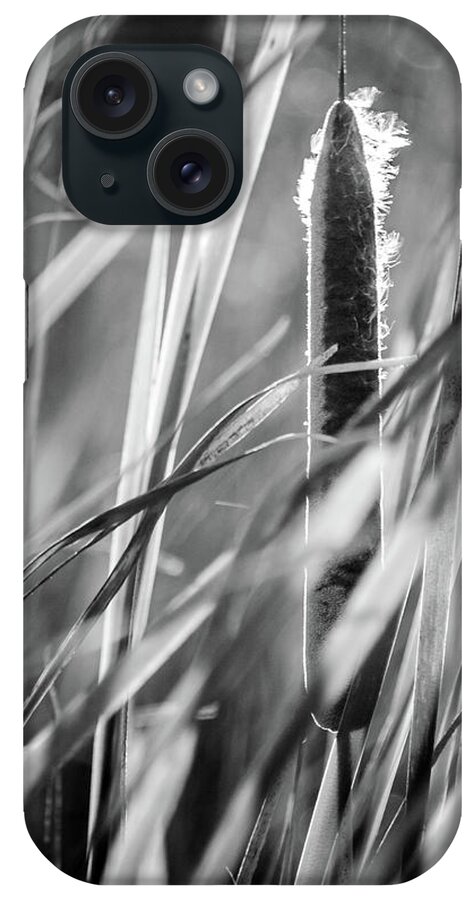 Backlit iPhone Case featuring the photograph Cattail Reeds Back Lit by Mike Fusaro