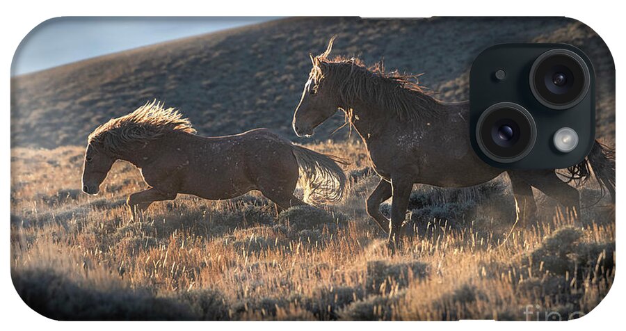 Baby Wildlife Photography Wild Horses Foal Wild Free Running Sunset Wyoming Wildlife Equine Last Light Backlit Framed Fall Autumn Portrait Red Black Stallion Mare iPhone Case featuring the photograph Chasing Strong by Jami Bollschweiler
