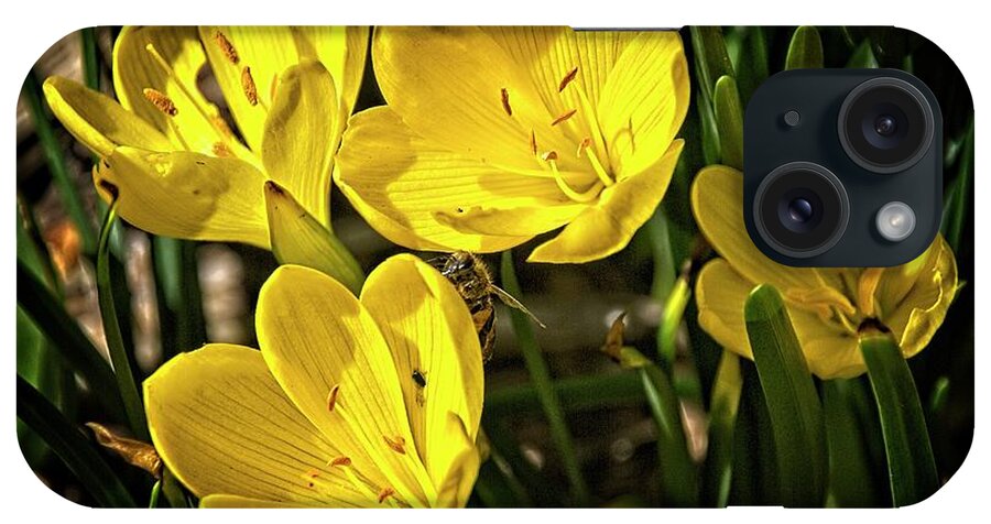 Crocuses iPhone Case featuring the photograph Cheerful crocuses by Fran Woods