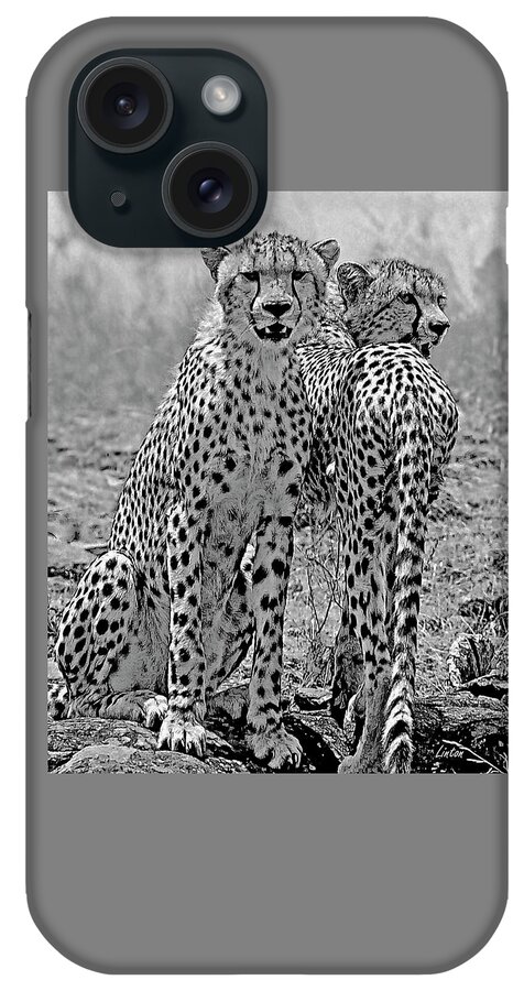 Cheetah Cat iPhone Case featuring the photograph Cheetah Pair by Larry Linton