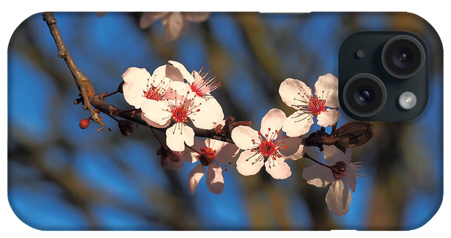 Botanical iPhone Case featuring the photograph Cherry Blossom Grouping by Richard Thomas