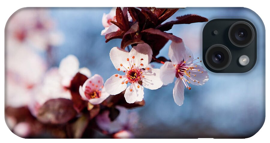 Pink iPhone Case featuring the photograph Cherry Blossoms and Blue Skies by Carolyn Ann Ryan