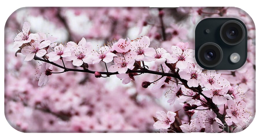 Cherry Blossoms iPhone Case featuring the photograph Cherry Blossoms Art by Scott Cameron