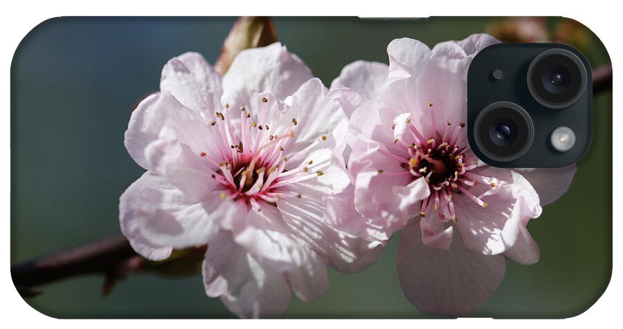 Plum Extract iPhone Case featuring the photograph Cherry Blossoms by Tammy Pool