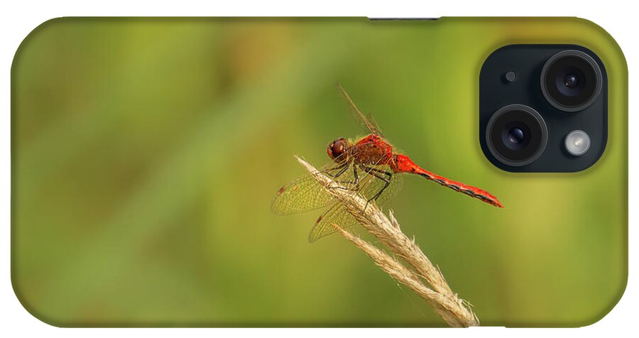Cherry-faced Meadowhawk iPhone Case featuring the photograph Cherry-faced Meadowhawk Dragonfly at Lake Pend Oreille #2 by Nancy Gleason