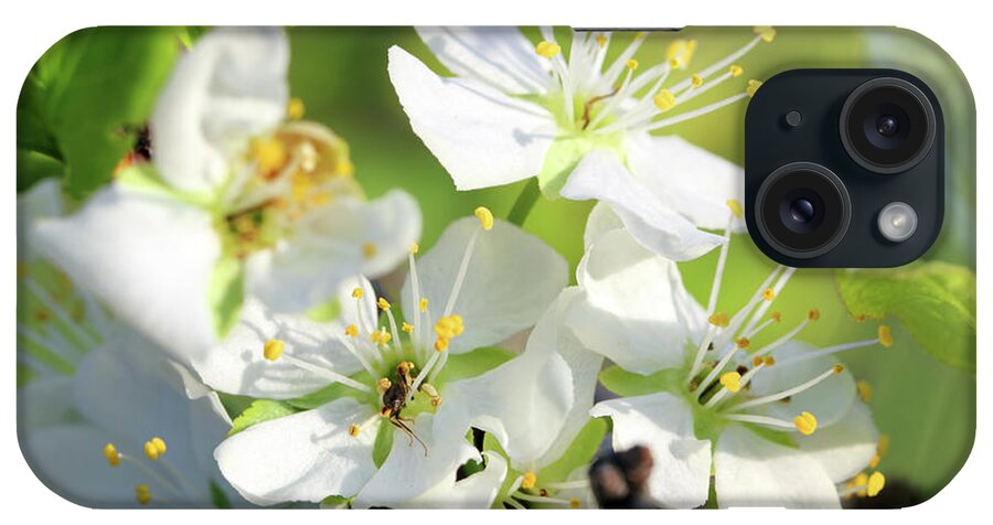 Spring iPhone Case featuring the photograph Cherry Tree Flowers Macro by Mikhail Kokhanchikov