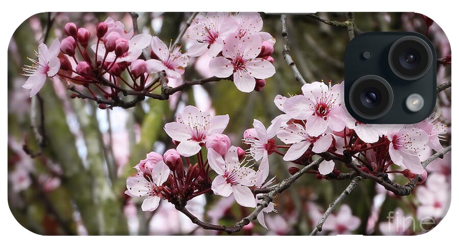 Cherry Blossoms iPhone Case featuring the photograph Cherry Tree Flowers Nbr.1 by Scott Cameron