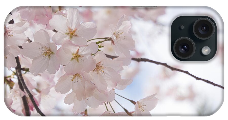 Cherry Tree iPhone Case featuring the photograph Cherry Tree by Steph Gabler