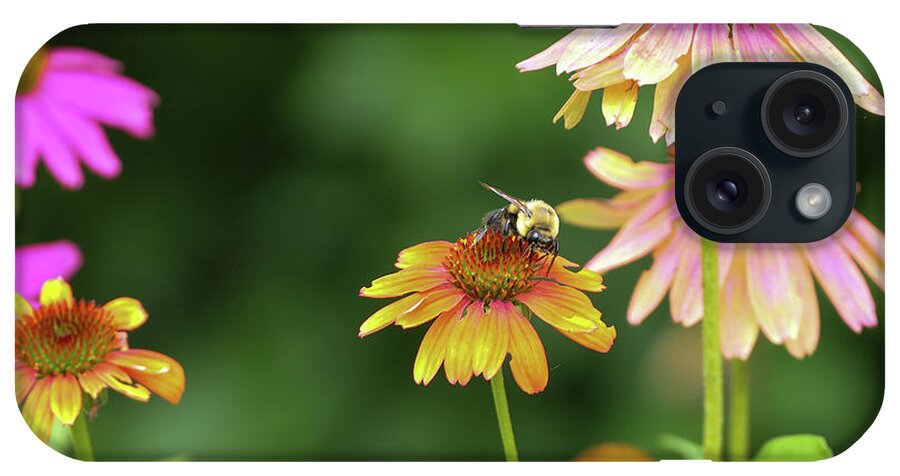 Flowers iPhone Case featuring the photograph Cheyenne Spirit Coneflowers with a bee. by Bentley Davis