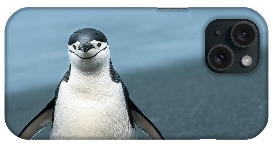 Penguin iPhone Case featuring the photograph Chinstrap Penguin Greeting by Linda Villers