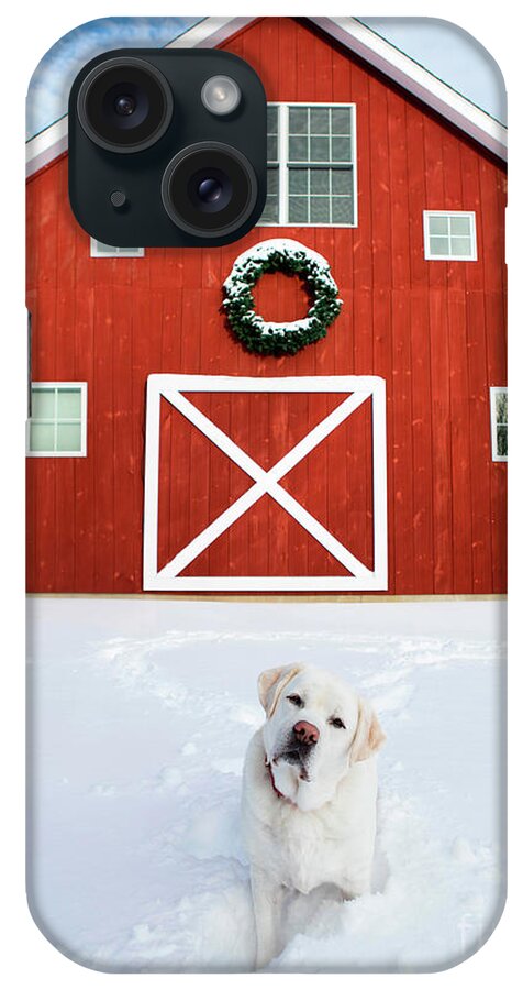 Christmas iPhone Case featuring the photograph Christmas Barn With White Labrador Retriever by Diane Diederich