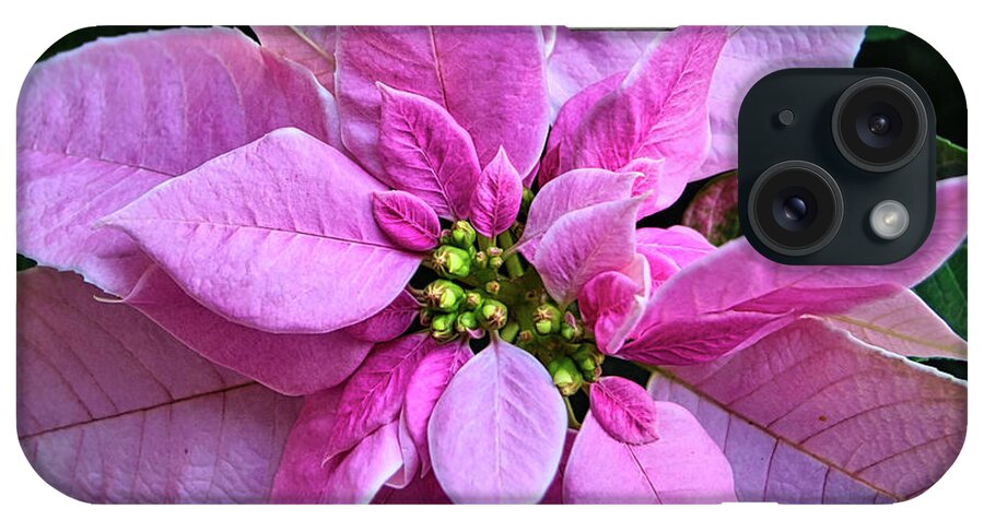 Holiday iPhone 15 Case featuring the photograph Christmas Poinsettia by Amy Dundon