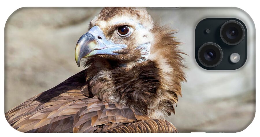Cinereous Vulture iPhone Case featuring the photograph Cinereous Vulture #1 by Shirley Dutchkowski