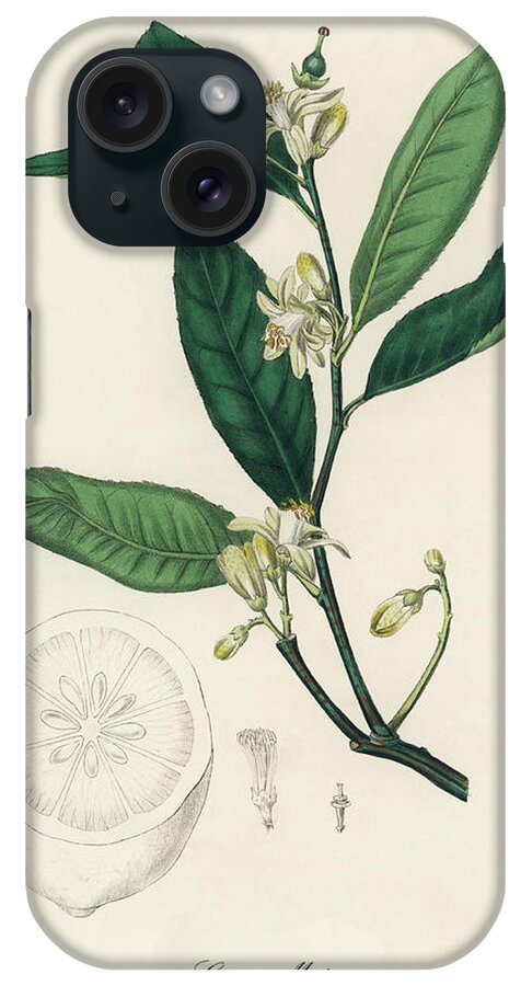 Citrus Medica iPhone Case featuring the digital art Citrus Medica - Fingered Citron - Medical Botany - Vintage Botanical Illustration by Studio Grafiikka