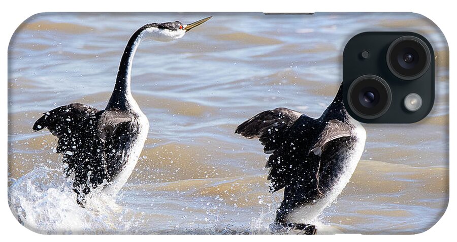 Bird iPhone Case featuring the photograph Clark's Grebes Mating Dance by Dennis Hammer