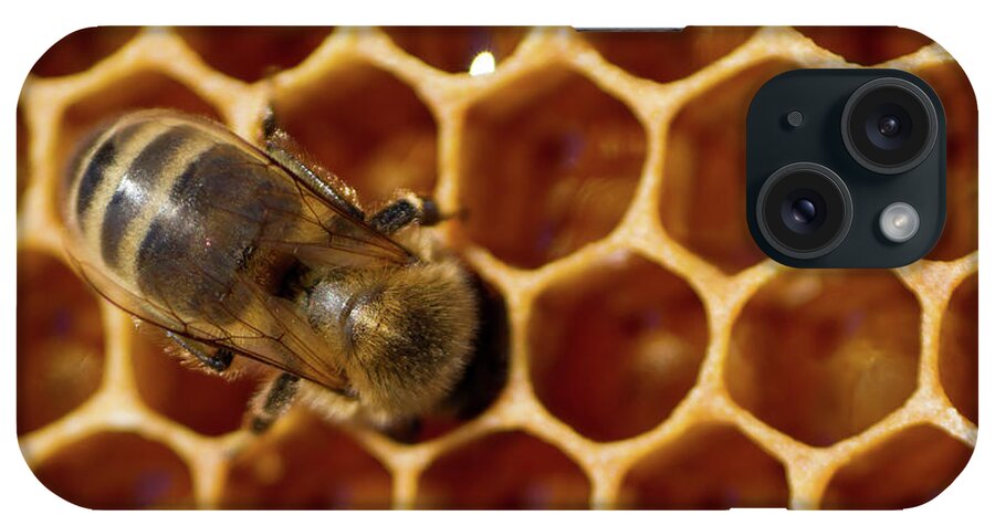 Animal iPhone Case featuring the photograph Close-up of one bee on honeycomb by Jean-Luc Farges