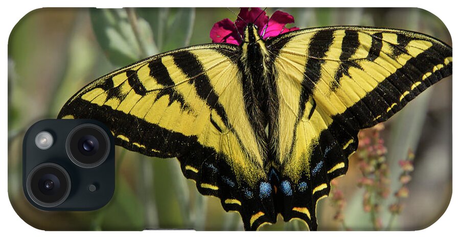 Lepidoptera iPhone Case featuring the photograph Close-up Western Tiger Swallowtail by Nancy Gleason