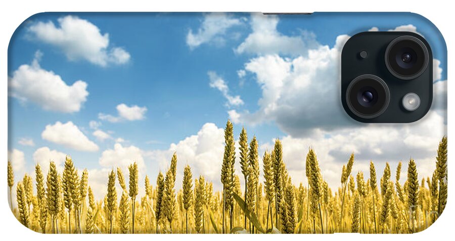 Wheat iPhone Case featuring the photograph Closeup of golden wheat ears in field in summer season by Jelena Jovanovic