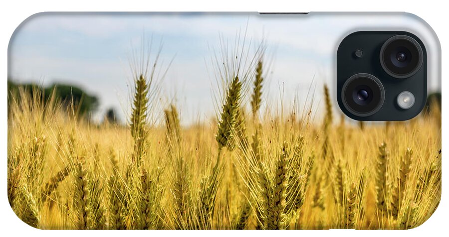 Wheat iPhone Case featuring the photograph Closeup of golden wheat ears in field. by Jelena Jovanovic