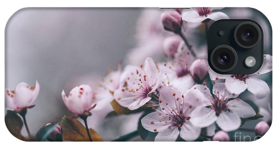 Blossom iPhone Case featuring the photograph Closeup spring blossom flower on tree branch by Jelena Jovanovic