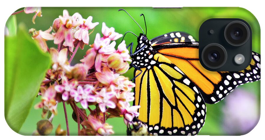 Butterflies iPhone Case featuring the photograph Colorful Monarch Butterfly by Christina Rollo