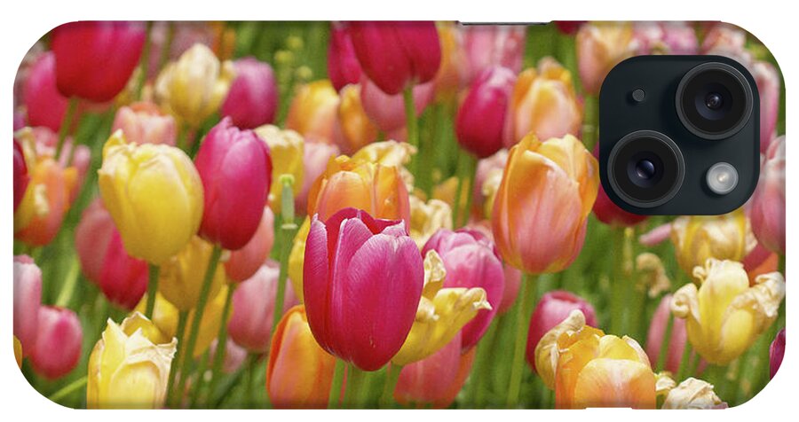 Colorful Tulips iPhone Case featuring the photograph Colorful tulips by David Morehead
