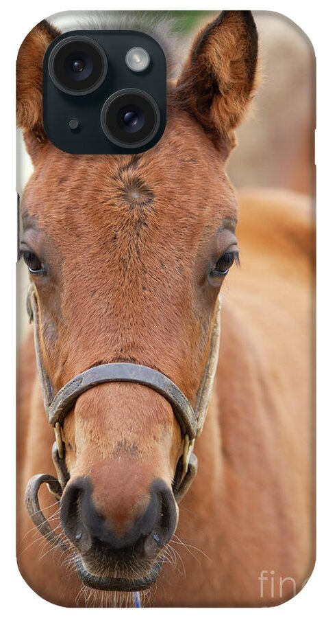 Horse iPhone Case featuring the photograph Lucky Number Six by Chris Scroggins