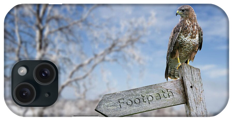 Common Buzzard iPhone Case featuring the photograph Common Buzzard Perched in Winter by Arterra Picture Library