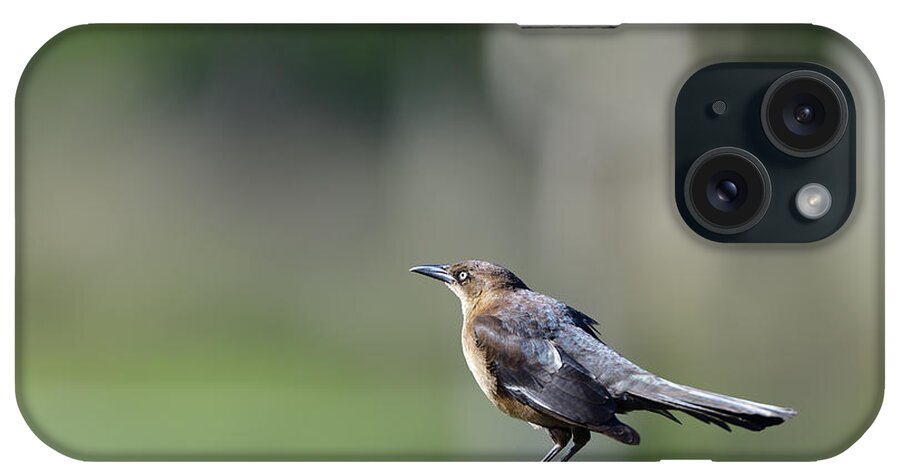 Quiscalus Quiscula iPhone Case featuring the photograph Common Grackle by Amazing Action Photo Video