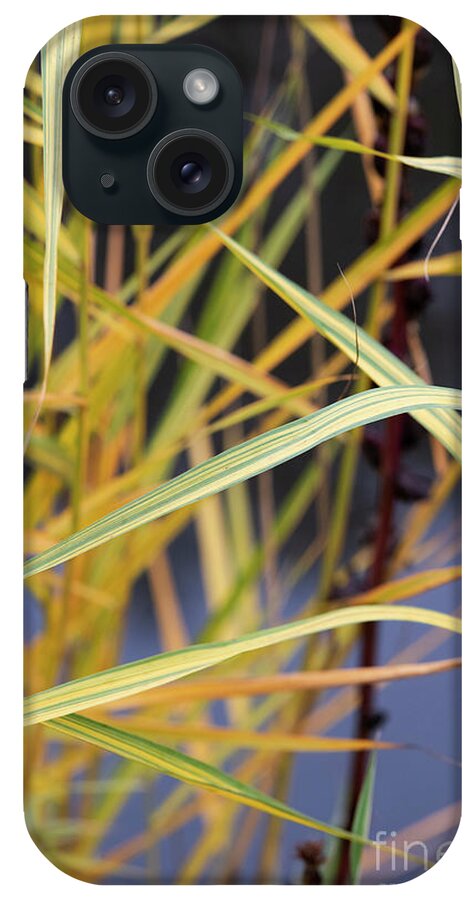 Common Reed iPhone Case featuring the photograph Common Reed Grass in Autumn by Tim Gainey