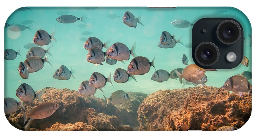 Fish iPhone Case featuring the photograph Common two-banded sea bream by Meir Ezrachi