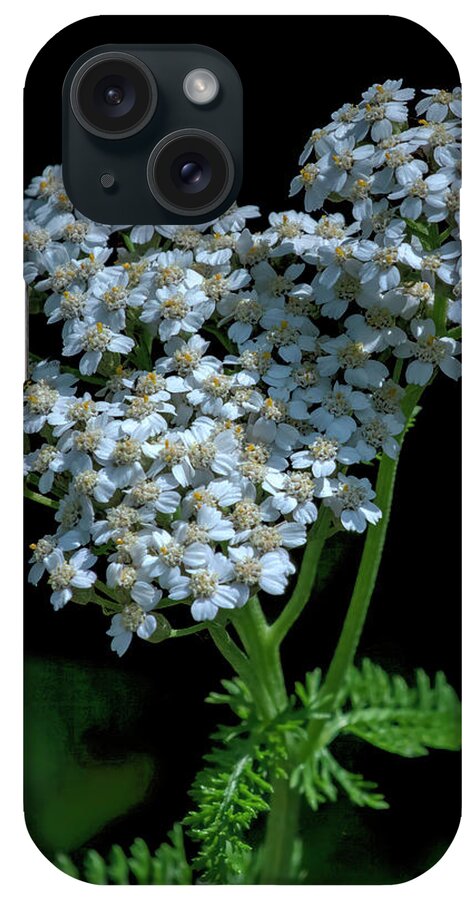 Common Yarrow iPhone Case featuring the photograph Common Yarrow DFL1350 by Gerry Gantt