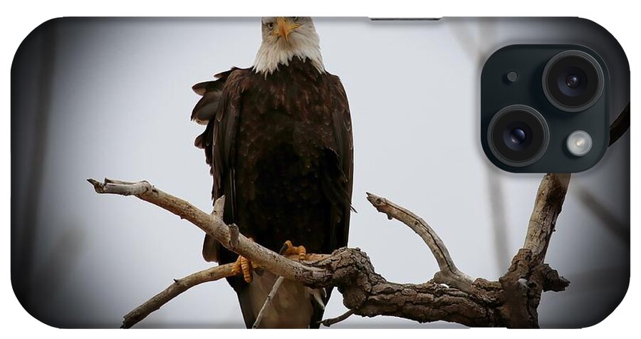 Eagles iPhone Case featuring the photograph Contemplating by Veronica Batterson