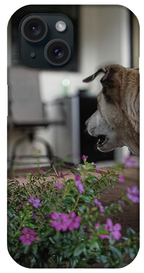 Art iPhone Case featuring the photograph Cooper  Art 21 by Miss Pet Sitter