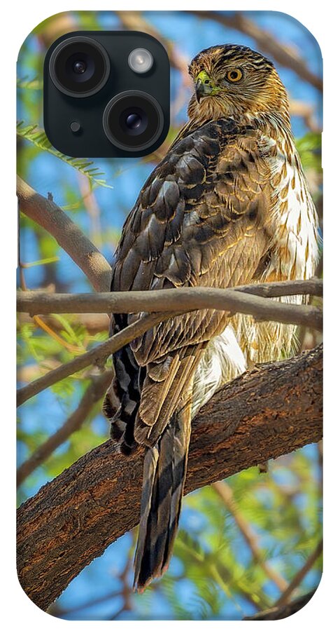 Cooper's iPhone Case featuring the photograph Cooper's Hawk 24280 by Mark Myhaver