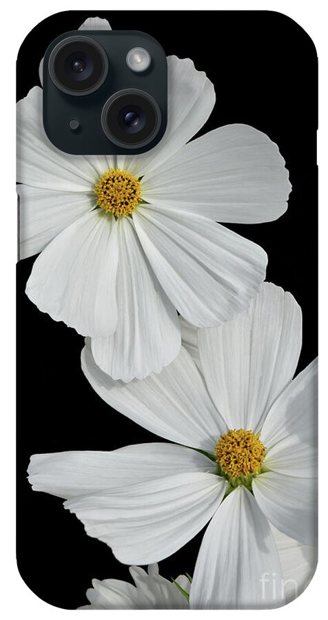 Flowers iPhone Case featuring the photograph Cosmos bipinnatus - White by Yvonne Johnstone