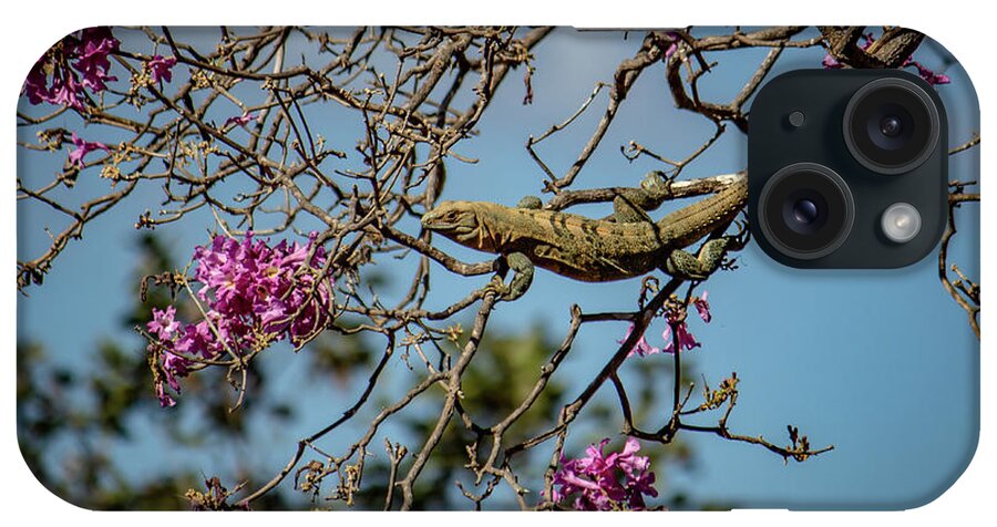 Animal iPhone Case featuring the photograph Costa Rican Lizard by Cindy Robinson
