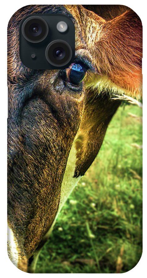 Cows iPhone Case featuring the photograph Cow eating grass by Bob Orsillo