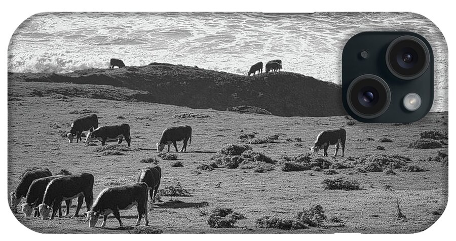 California iPhone Case featuring the photograph Cows Pacific Coastline California Big Sur BW by Chuck Kuhn