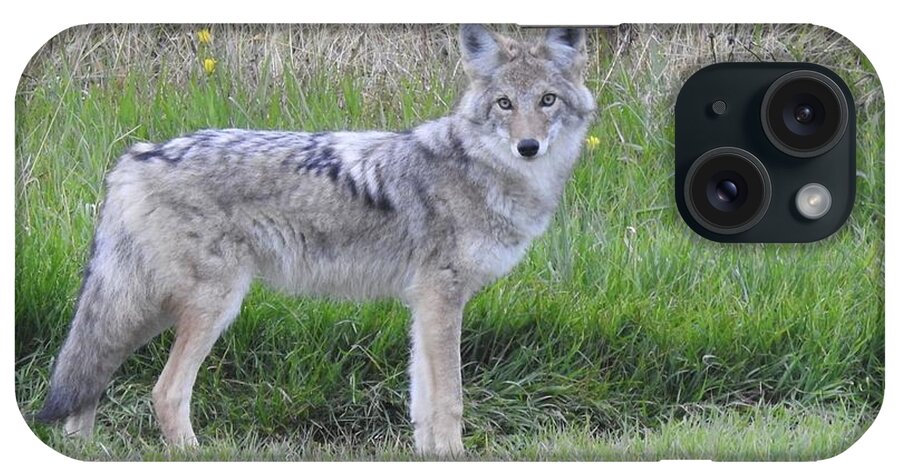 Chilcotin Coyote iPhone Case featuring the photograph Coyote by Nicola Finch