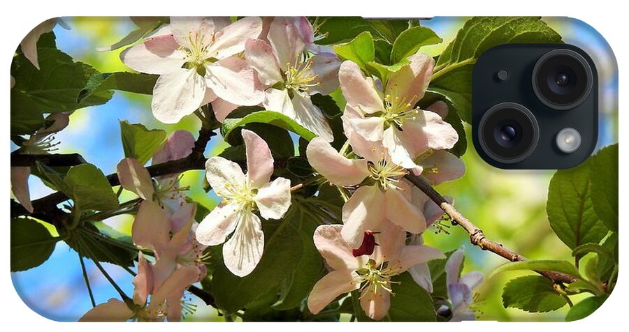 Crabapple Blossoms iPhone Case featuring the photograph Crabapple In Bloom by Eunice Miller