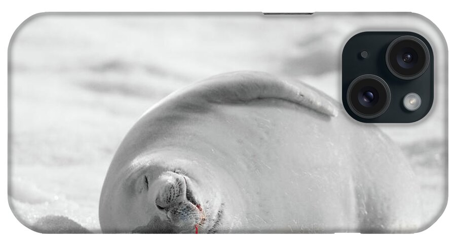 04feb20 iPhone Case featuring the photograph Crabeater Seal Frozen Drool Pile BW-SC by Jeff at JSJ Photography
