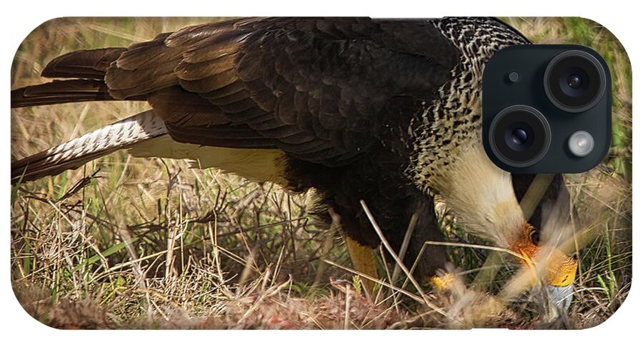 Hawk iPhone Case featuring the photograph Crested Caracara With Prey by Rene Vasquez
