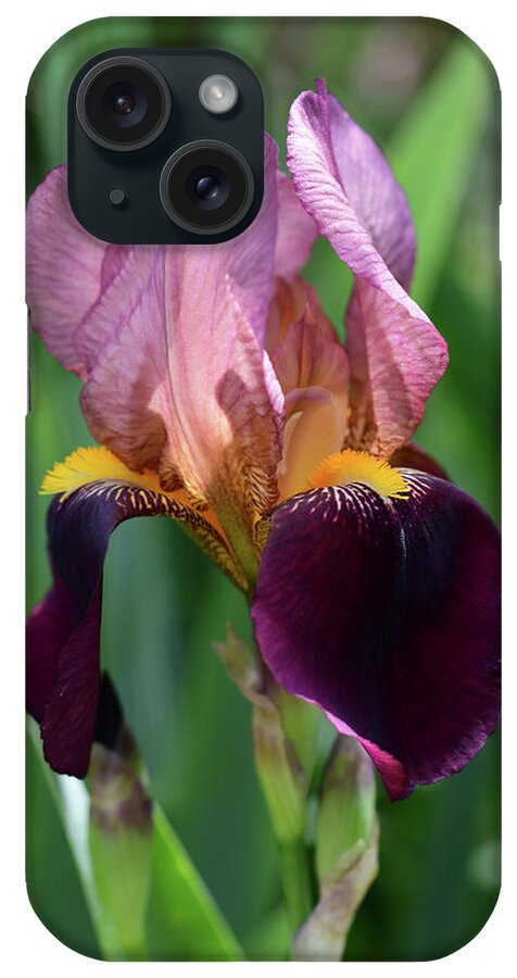 Bearded Iris iPhone Case featuring the photograph Crimson and Pink Bearded Iris by Cynthia Westbrook