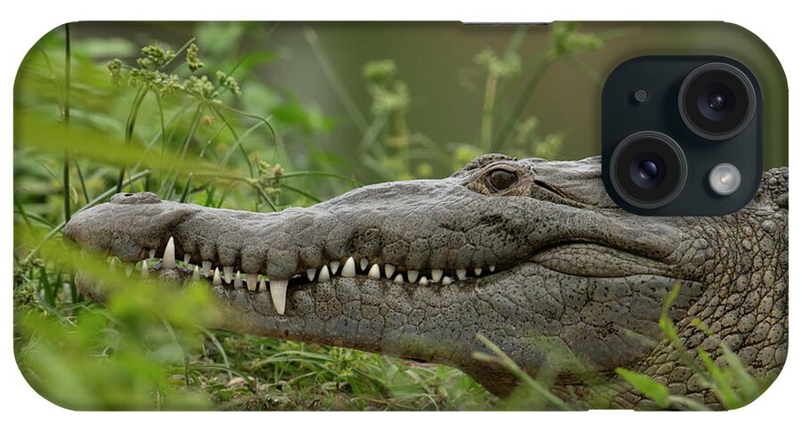 Crocodile iPhone Case featuring the photograph Crocodile Smile by Carolyn Hutchins