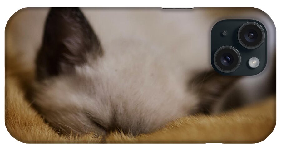 Kitten iPhone Case featuring the photograph Cuddles with uncle Sunny by DArcy Evans