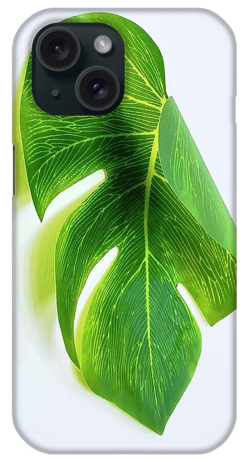 Palm Leaf iPhone Case featuring the photograph Curled Paper Palm by Alida M Haslett