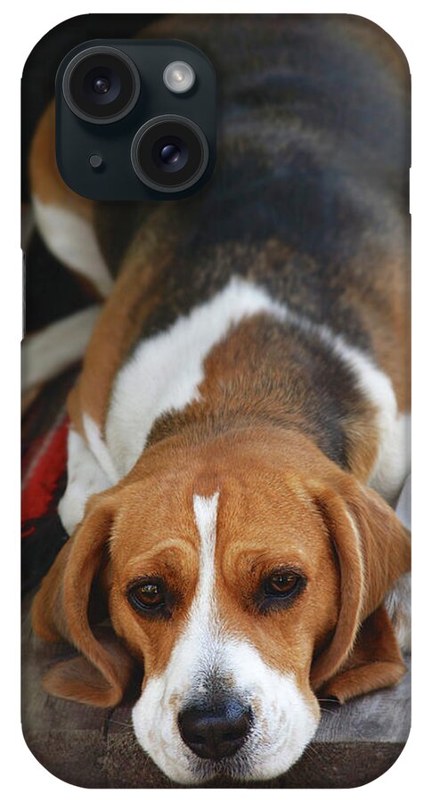 Cute Beagle iPhone Case featuring the photograph Cute Beagle 5 by Masha Batkova
