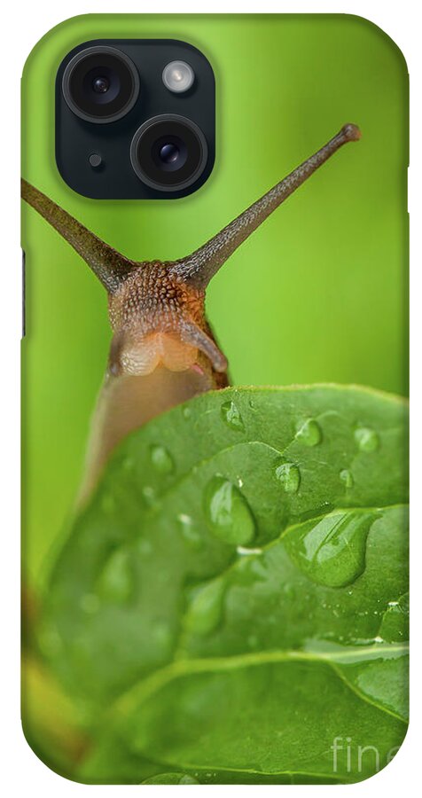 Garden iPhone Case featuring the photograph Cute garden snail long tentacles on leaf by Simon Bratt