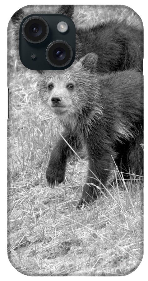 Grizzly iPhone Case featuring the photograph Cute Grizzly Bear Cub Portrait Black And White by Adam Jewell